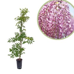 Wisteria floribunda rosea