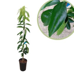 Mandarino hernandina