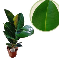 Ficus elastica robusta