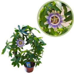 Passiflora caerulea forma...