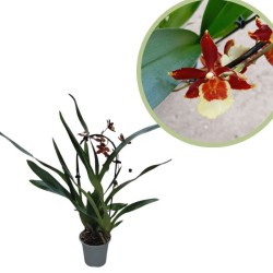 Orquídea oncidium
