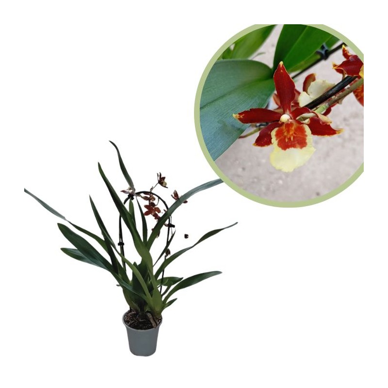 Orquídea oncidium
