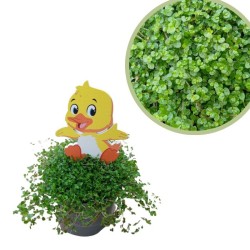 Helexine verde con muñeco