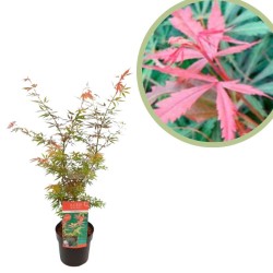 Acer palmatum jerre schwartz