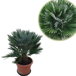 Chamaerops humilis vulcano