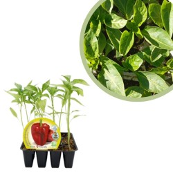 Pimiento rojo Certificado...