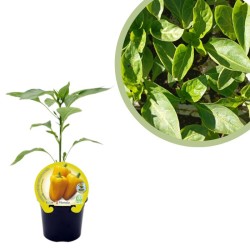 Pimiento amarillo...