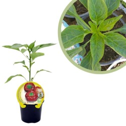 Ñora Certificado M.P.S