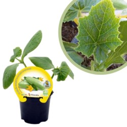 Calabacín blanco di Trieste...