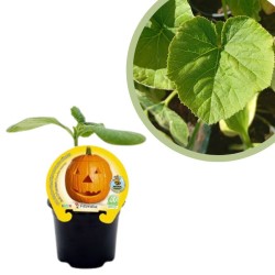 Calabaza Halloween...