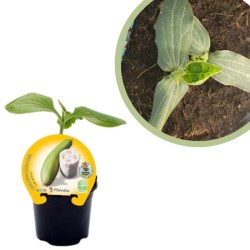 Luffa Certificado M.P.S