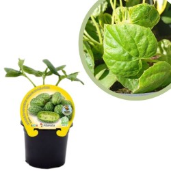 Cucamelón Certificado M.P.S