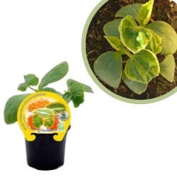 Kiwano Certificado M.P.S