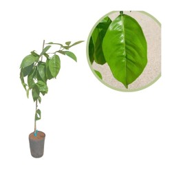 Naranjo valencia delta