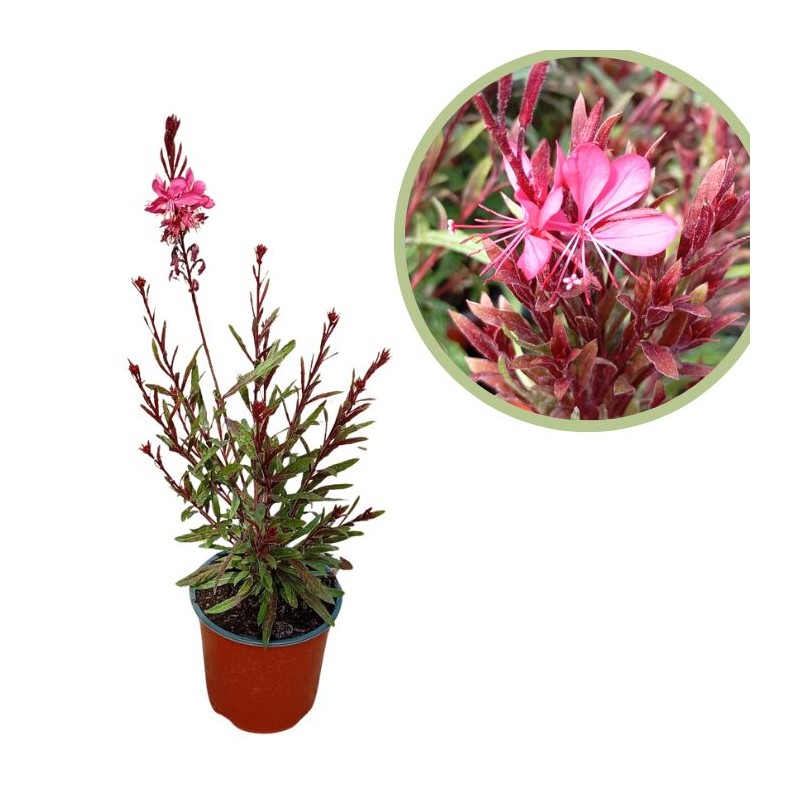 Gaura Lindheimeri