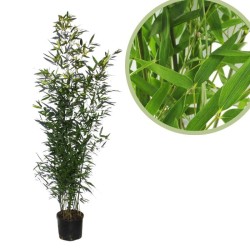 Phyllostachys  bisettii