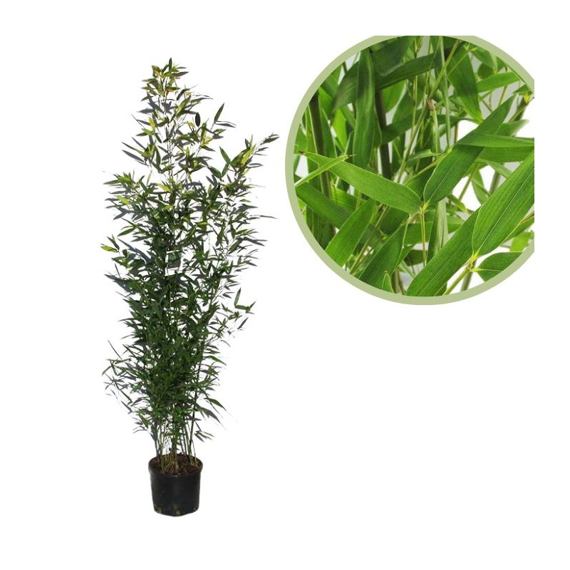 Phyllostachys  bisettii