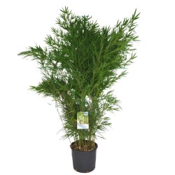 Quiongzhuea tumidissinoda