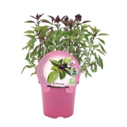 Albahaca thai siam queen