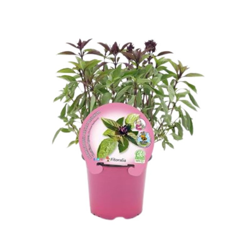 Albahaca thai siam queen