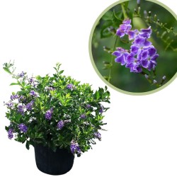 Duranta erecta repens