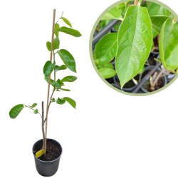 Kaki isahaya pie virginiana