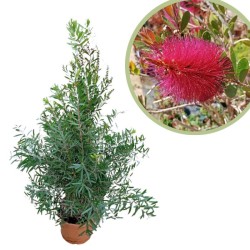 Callistemon bright pink