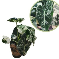 Alocasia Frydek Variegata