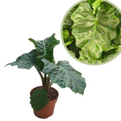 Alocasia Low Rider