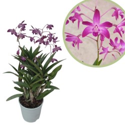 Orquidea dendrobium berry oda