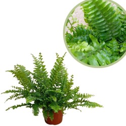 Helecho exaltata green