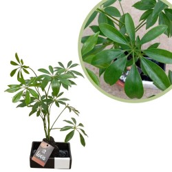 Schefflera Arboricola en piedra