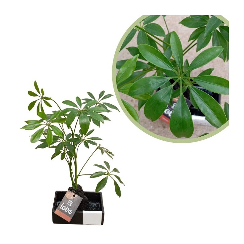 Schefflera Arboricola en piedra