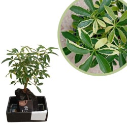Schefflera Arboricola gold...