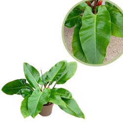 Philodendron green imperial