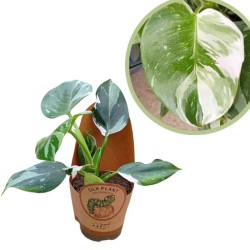 Philodendron white