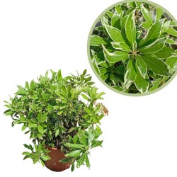 Pieris japonica variegata