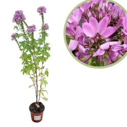 Cleomes hassteriana