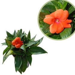 Impatiens New Guinea