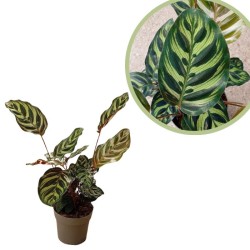 Calathea makoyana