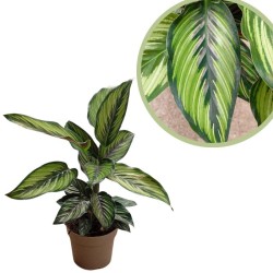 Calathea beauty star