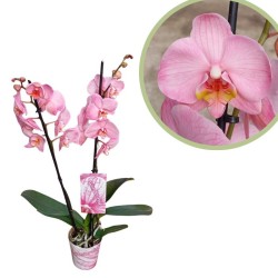 Orquídea phalaenopsis royal pink
