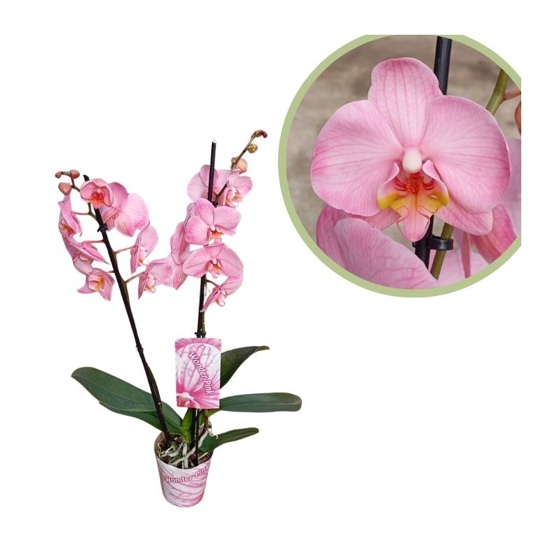 Orquídea phalaenopsis royal pink