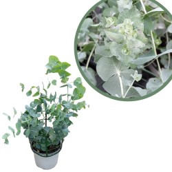 Eucalyptus cinerea