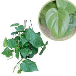 Philodendro scandens micans