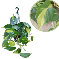 Philodendro scandens Brasil