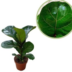 Ficus lyrata bambino