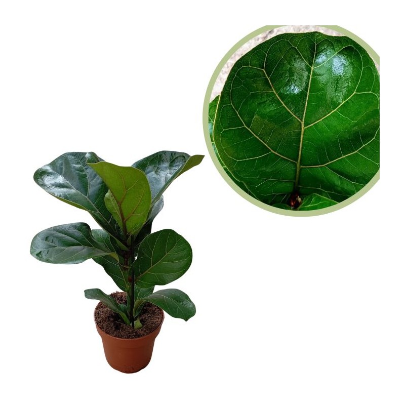 Ficus lyrata bambino