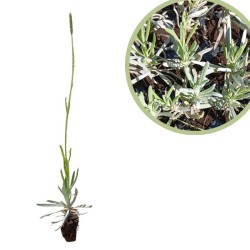 Lavanda officinalis Alveolo