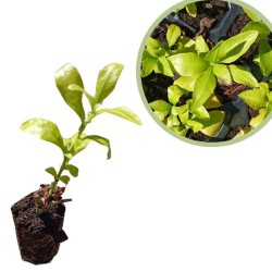 Plumbago capensis alveolo